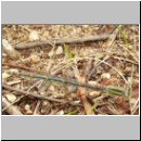 Cercion lindenii - Pokal-Azurjungfer w01.jpg